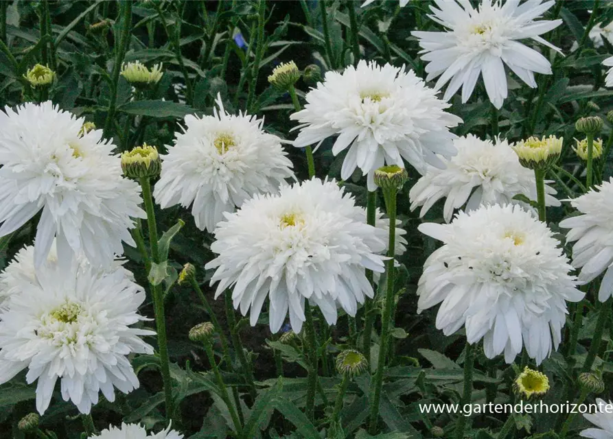 Großblumige Garten-Margerite 'Eisstern'