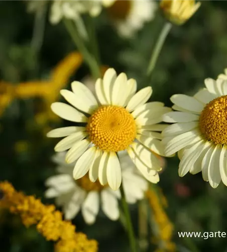 Garten-Färber-Hundskamille 'E.C. Buxton'