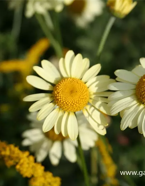 Garten-Färber-Hundskamille 'E.C. Buxton'