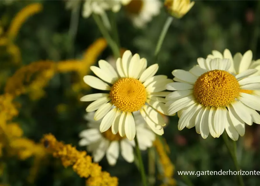 Garten-Färber-Hundskamille 'E.C. Buxton'