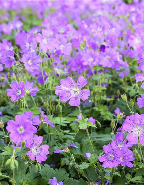 Geranium gracile 'Sirak'