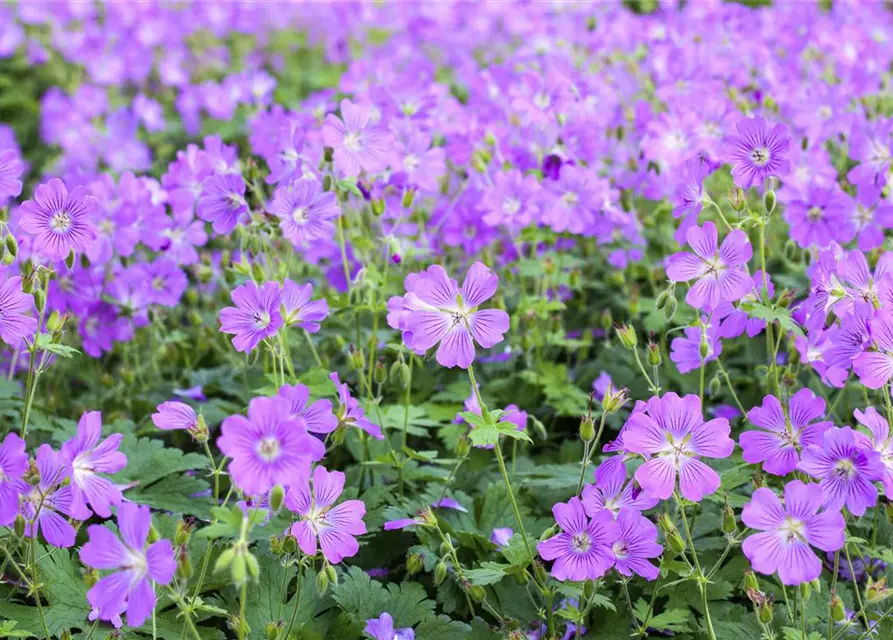 Geranium gracile 'Sirak'