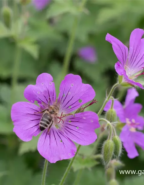 Geranium gracile 'Sirak'