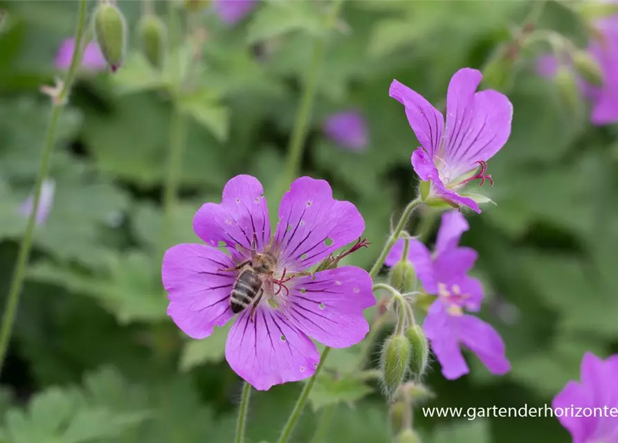 Geranium gracile 'Sirak'