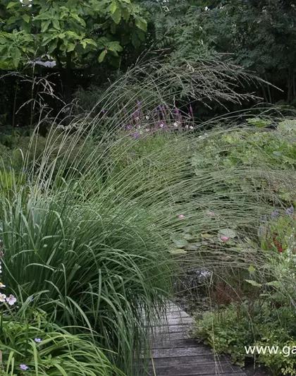 Hohes Garten-Pfeifengras 'Karl Foerster'