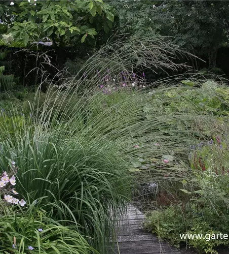 Hohes Garten-Pfeifengras 'Karl Foerster'