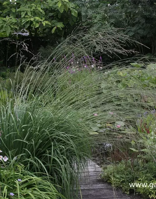 Hohes Garten-Pfeifengras 'Karl Foerster'