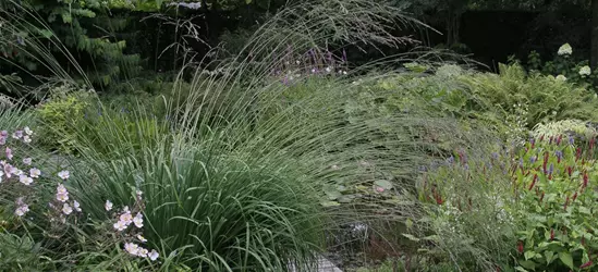 Hohes Garten-Pfeifengras 'Karl Foerster'