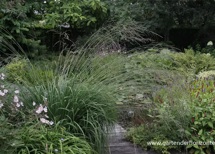 Hohes Garten-Pfeifengras 'Karl Foerster'