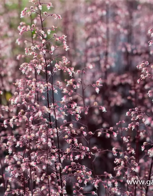 Garten-Silberglöckchen 'Black Beauty'®