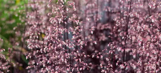 Garten-Silberglöckchen 'Black Beauty'®