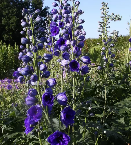 Hoher Garten-Rittersporn 'Hollands Glorie'