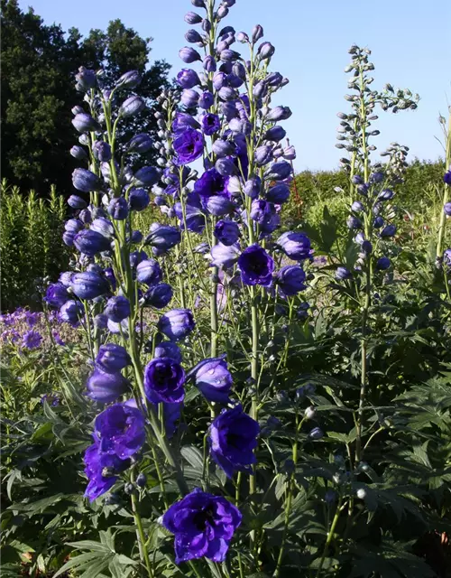 Hoher Garten-Rittersporn 'Hollands Glorie'