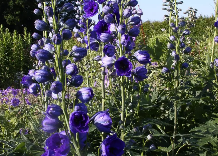 Hoher Garten-Rittersporn 'Hollands Glorie'