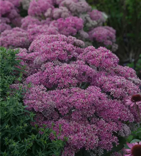 Großes Garten-Fettblatt 'Mr. Goodbud'