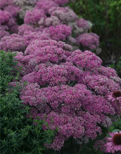 Großes Garten-Fettblatt 'Mr. Goodbud'