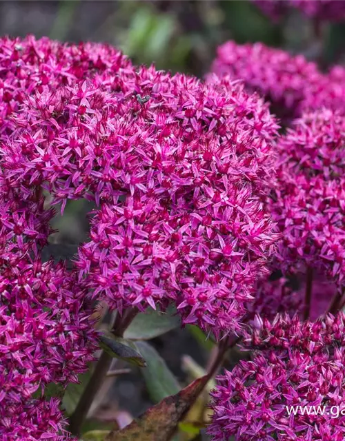 Großes Garten-Fettblatt 'Mr. Goodbud'