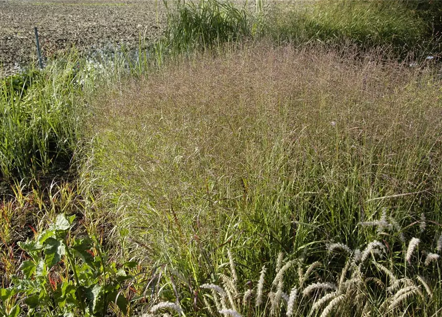 Garten-Ruten-Hirse