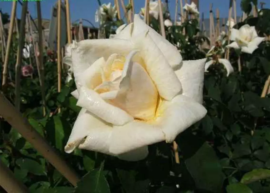 Kletterrose 'Ilse Krohn Superior'®