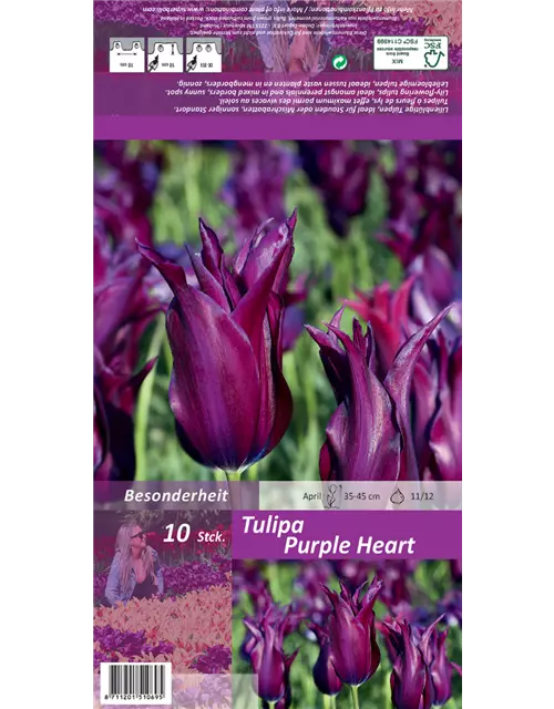 Lilienblütige Tulpe 'Purple Heart'