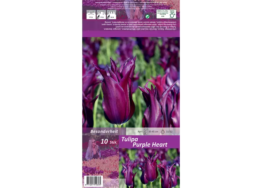 Lilienblütige Tulpe 'Purple Heart'