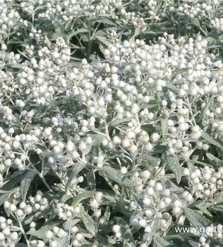 Garten-Perlkörbchen 'Sommerschnee'