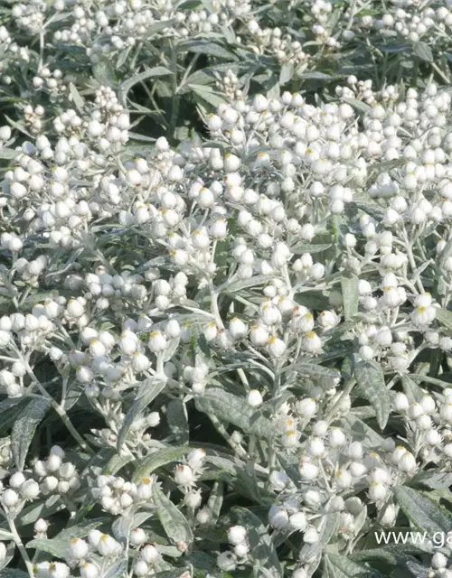 Garten-Perlkörbchen 'Sommerschnee'