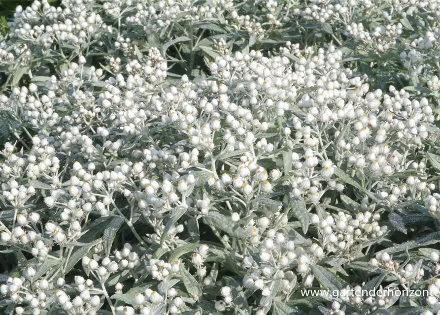 Garten-Perlkörbchen 'Sommerschnee'