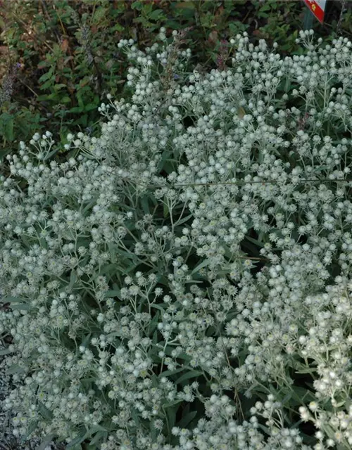 Garten-Perlkörbchen 'Sommerschnee'