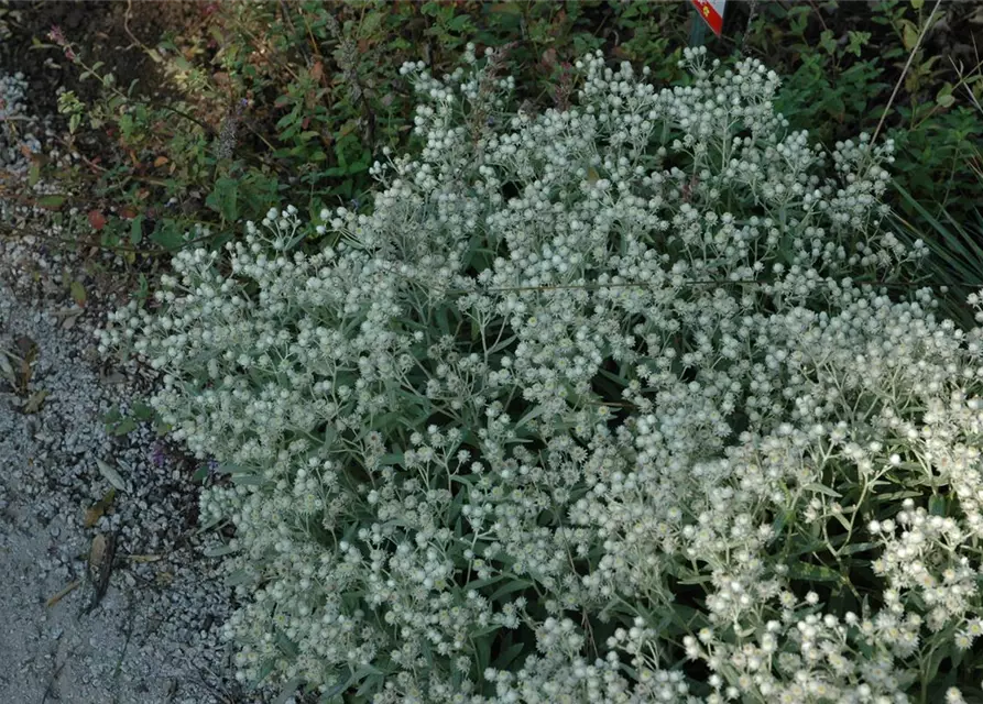 Garten-Perlkörbchen 'Sommerschnee'