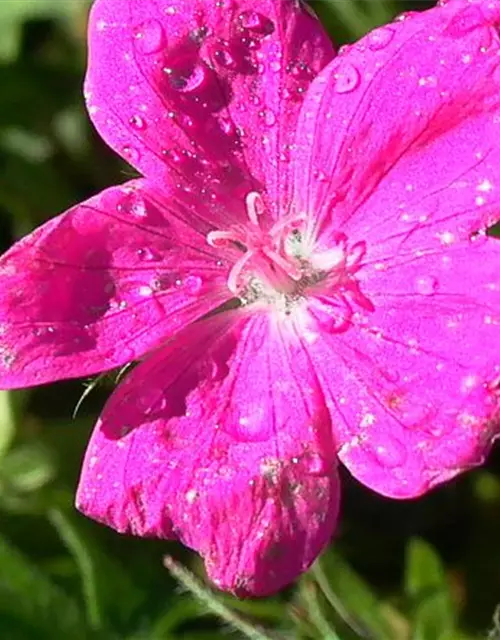 Garten-Blut-Storchschnabel 'Elsbeth'