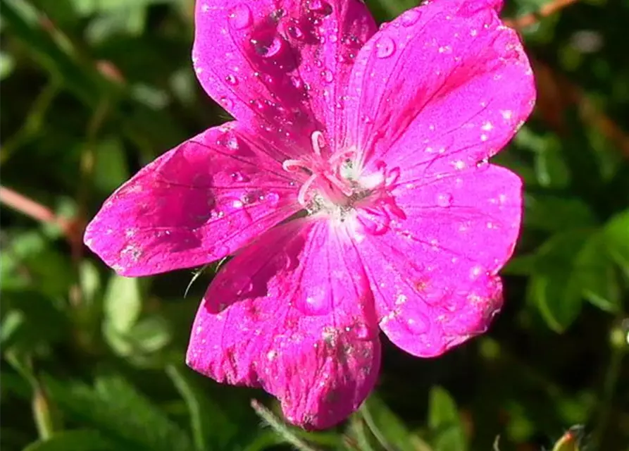 Garten-Blut-Storchschnabel 'Elsbeth'