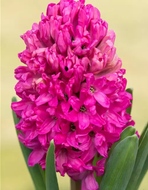 Hyazinthe 'Pink Pearl'