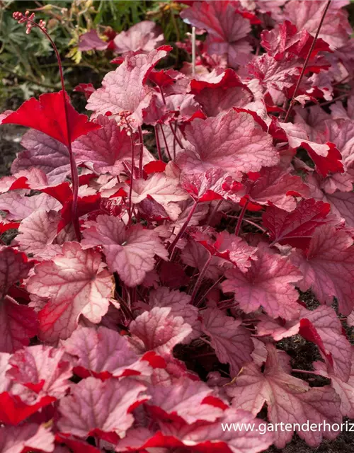 Heuchera villosa 'Berry Smoothie' -R-