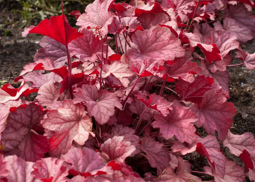 Heuchera villosa 'Berry Smoothie' -R-