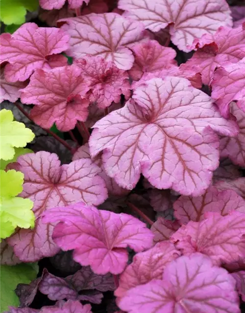 Heuchera villosa 'Berry Smoothie' -R-