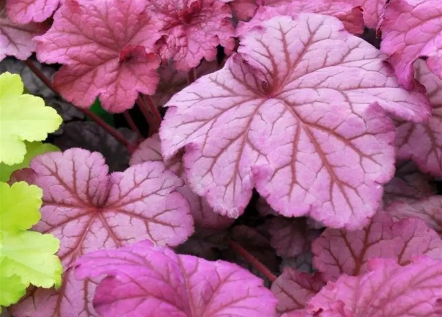 Heuchera villosa 'Berry Smoothie' -R-