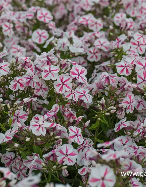 Hohe Flammenblume