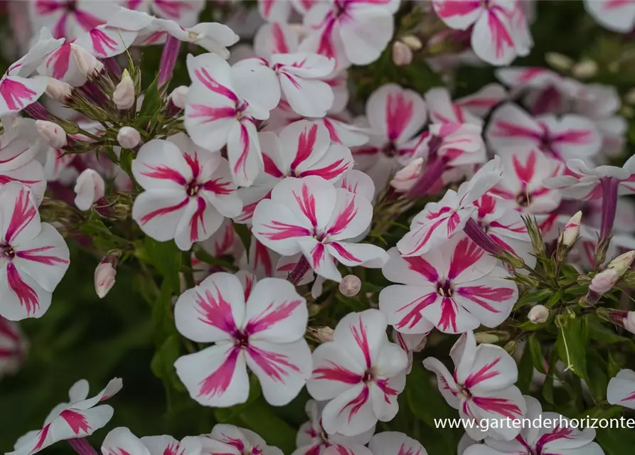 Hohe Flammenblume