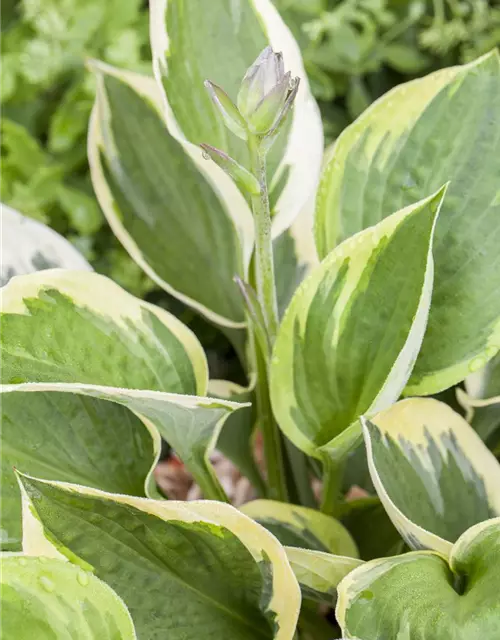 Hosta x fortunei 'Whirlwind'