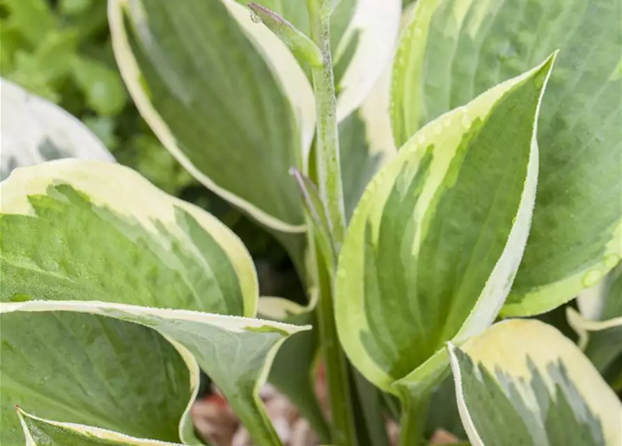 Hosta x fortunei 'Whirlwind'