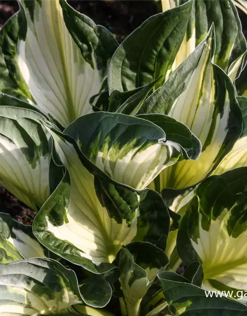 Hosta x fortunei 'Whirlwind'