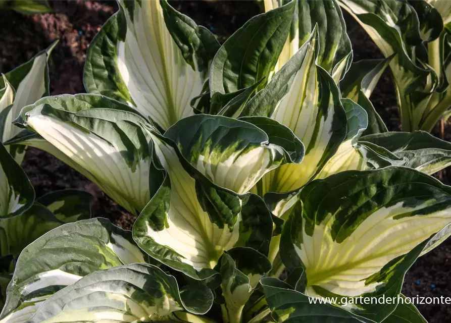 Hosta x fortunei 'Whirlwind'