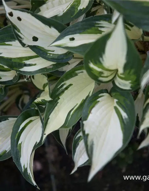 Hosta x fortunei 'Fire and Ice'