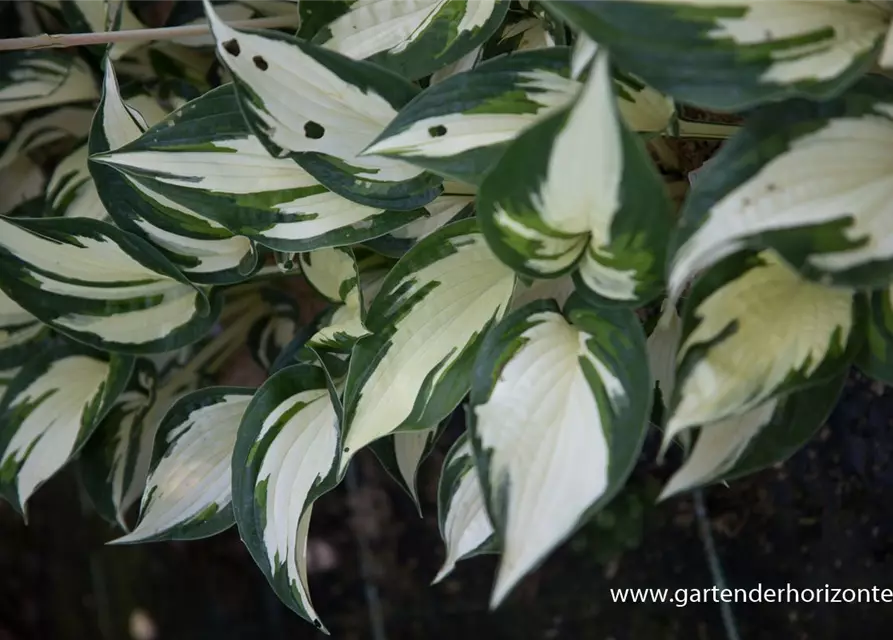 Hosta x fortunei 'Fire and Ice'