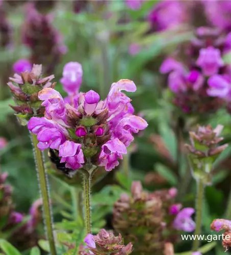 Großblütige Garten-Braunelle 'Bella Rose'