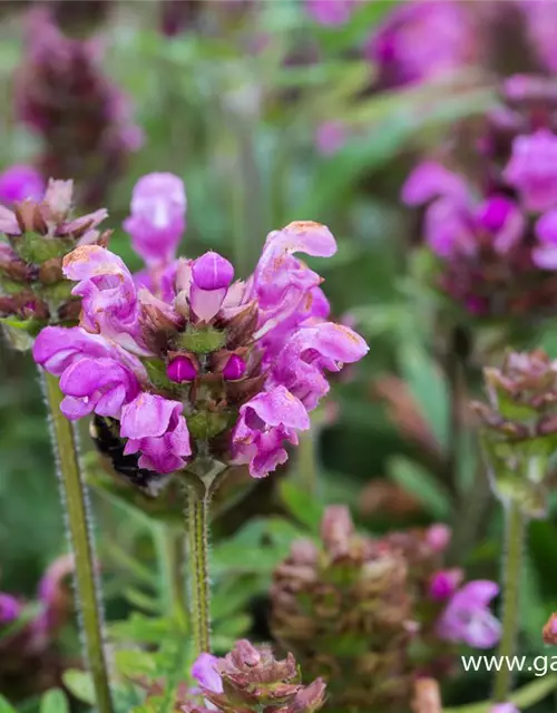 Großblütige Garten-Braunelle 'Bella Rose'