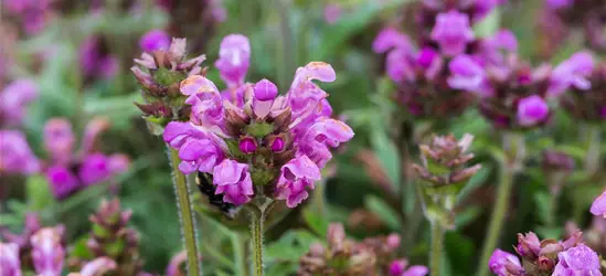 Großblütige Garten-Braunelle 'Bella Rose'