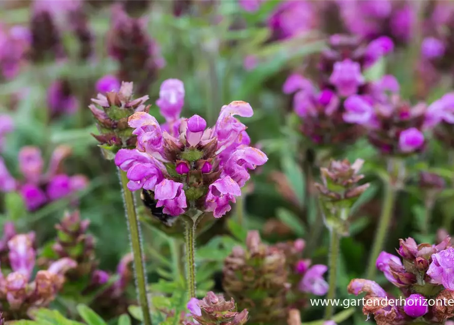 Großblütige Garten-Braunelle 'Bella Rose'