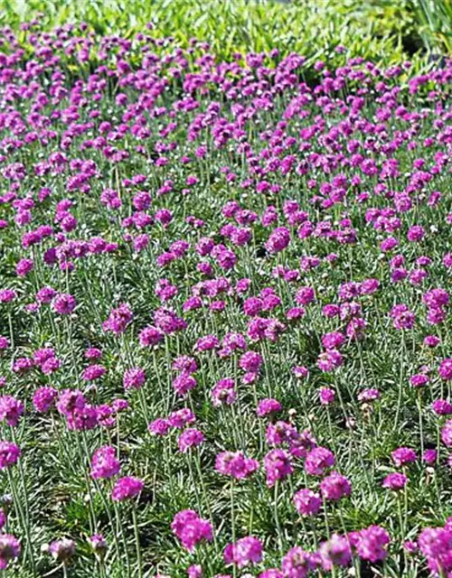 Garten-Grasnelke 'Düsseldorfer Stolz'